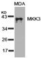 Mitogen-Activated Protein Kinase Kinase 3 antibody, AP02647PU-S, Origene, Western Blot image 