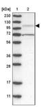 Upregulator Of Cell Proliferation antibody, NBP1-87984, Novus Biologicals, Western Blot image 
