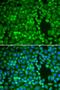 Insulin Degrading Enzyme antibody, LS-C331595, Lifespan Biosciences, Immunofluorescence image 