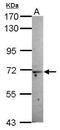 Monooxygenase DBH Like 1 antibody, GTX119648, GeneTex, Western Blot image 