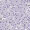 Sialic Acid Binding Ig Like Lectin 11 antibody, HPA060278, Atlas Antibodies, Immunohistochemistry frozen image 