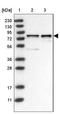 DDB1 And CUL4 Associated Factor 8 antibody, NBP1-92583, Novus Biologicals, Western Blot image 