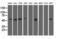 5'-Nucleotidase Domain Containing 1 antibody, M14395-1, Boster Biological Technology, Western Blot image 