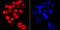 RNA Polymerase II antibody, NBP2-66800, Novus Biologicals, Immunofluorescence image 