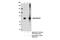 Solute Carrier Family 25 Member 12 antibody, 64169S, Cell Signaling Technology, Immunoprecipitation image 