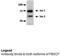 F-Box Protein 7 antibody, TA329827, Origene, Western Blot image 