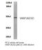 Vasodilator Stimulated Phosphoprotein antibody, LS-C177639, Lifespan Biosciences, Western Blot image 