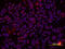 Interleukin 10 antibody, AF693, R&D Systems, Immunofluorescence image 