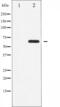 Cyclin B1 antibody, abx010318, Abbexa, Western Blot image 