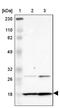Dynein Axonemal Light Chain 4 antibody, PA5-51983, Invitrogen Antibodies, Western Blot image 
