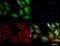 S100 Calcium Binding Protein A4 antibody, NBP2-36431, Novus Biologicals, Immunofluorescence image 