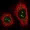 Phosphofructokinase, Liver Type antibody, HPA030047, Atlas Antibodies, Immunocytochemistry image 