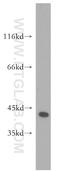 ZFP36 Ring Finger Protein antibody, 12737-1-AP, Proteintech Group, Western Blot image 