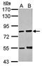 Rer antibody, orb73644, Biorbyt, Western Blot image 
