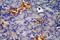 Ectoderm-neural cortex protein 1 antibody, 15007-1-AP, Proteintech Group, Immunohistochemistry frozen image 