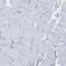 Moesin antibody, HPA011135, Atlas Antibodies, Immunohistochemistry frozen image 