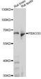 F-Box Protein 33 antibody, LS-C749306, Lifespan Biosciences, Western Blot image 