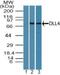 Delta Like Canonical Notch Ligand 4 antibody, NBP2-27407, Novus Biologicals, Western Blot image 