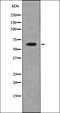 Mitogen-Activated Protein Kinase Kinase Kinase 11 antibody, orb335747, Biorbyt, Western Blot image 