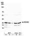 BCAS2 Pre-MRNA Processing Factor antibody, NB110-40681, Novus Biologicals, Western Blot image 