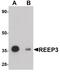 Receptor Accessory Protein 3 antibody, PA5-20884, Invitrogen Antibodies, Western Blot image 