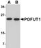 Protein O-Fucosyltransferase 1 antibody, orb75047, Biorbyt, Western Blot image 