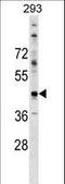 Cell Adhesion Molecule 2 antibody, LS-C159255, Lifespan Biosciences, Western Blot image 