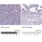 Zinc finger protein DPF3 antibody, NBP2-49494, Novus Biologicals, Immunohistochemistry paraffin image 