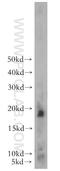 SML1 antibody, 13681-1-AP, Proteintech Group, Western Blot image 