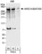 AT-Rich Interaction Domain 1A antibody, NB100-55333, Novus Biologicals, Western Blot image 