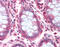 Neutral amino acid transporter A antibody, TA317314, Origene, Immunohistochemistry frozen image 
