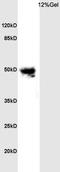 PYD And CARD Domain Containing antibody, orb100371, Biorbyt, Western Blot image 