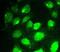 Mtg8 antibody, A01792-1, Boster Biological Technology, Immunofluorescence image 