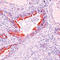 alpha-Tubulin antibody, LS-C88253, Lifespan Biosciences, Immunohistochemistry frozen image 