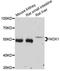 NADPH oxidase 1 antibody, A12309, ABclonal Technology, Western Blot image 