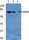 Phenylalanyl-tRNA synthetase beta chain antibody, A11656, Boster Biological Technology, Western Blot image 