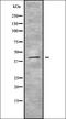 SH3 and cysteine-rich domain-containing protein 3 antibody, orb338696, Biorbyt, Western Blot image 
