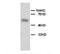 Alkaline Phosphatase, Placental antibody, PA5-78763, Invitrogen Antibodies, Western Blot image 