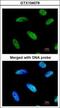 DnaJ Heat Shock Protein Family (Hsp40) Member C7 antibody, GTX104079, GeneTex, Immunofluorescence image 