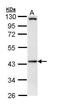 IFT57 antibody, PA5-29235, Invitrogen Antibodies, Western Blot image 