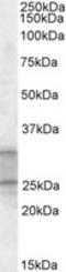 Phosphatidylethanolamine Binding Protein 4 antibody, LS-B10304, Lifespan Biosciences, Western Blot image 