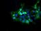 Diphthamide Biosynthesis 2 antibody, NBP2-46475, Novus Biologicals, Immunofluorescence image 