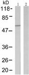 Calcium/Calmodulin Dependent Protein Kinase II Inhibitor 2 antibody, TA322113, Origene, Western Blot image 