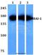 Adhesion G Protein-Coupled Receptor B1 antibody, A32346, Boster Biological Technology, Western Blot image 