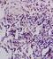 Fatty Acid Binding Protein 2 antibody, orb10630, Biorbyt, Immunohistochemistry paraffin image 