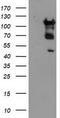 Methionyl-tRNA formyltransferase, mitochondrial antibody, TA503565S, Origene, Western Blot image 