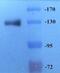 CD163 antibody, GTX35248, GeneTex, Western Blot image 