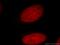 Sister chromatid cohesion protein PDS5 homolog A antibody, 17485-1-AP, Proteintech Group, Immunofluorescence image 