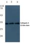 Lysosomal protective protein antibody, PA5-76127, Invitrogen Antibodies, Western Blot image 