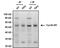 Cyclin B1 antibody, MA1-155, Invitrogen Antibodies, Immunoprecipitation image 